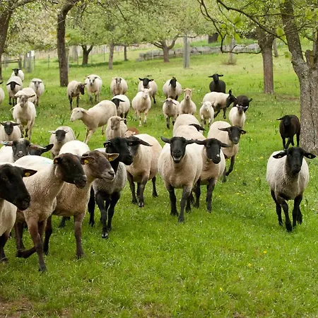 Im Turm Bellevue Mit 3 Schlafzimmern Appartement