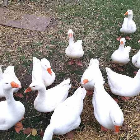 Im Turm Bellevue Mit 3 Schlafzimmern Appartement